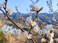 房县万亩樱花春意浓