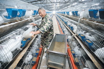 房县窑淮镇西沟村：养肉兔 促增收