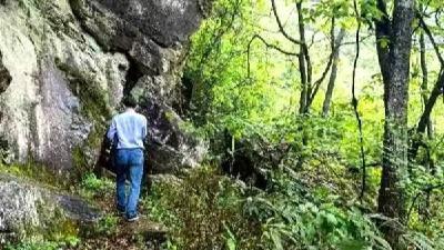 房县万峪河乡发现大片野生骞林茶树