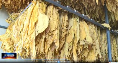 白鹤镇：抢抓时令 烟叶备栽起垄忙 