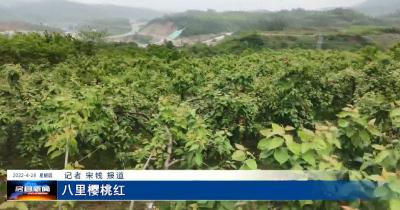 房县城关镇万亩樱桃已到最佳采摘期