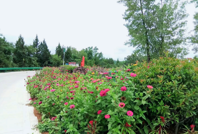 红塔镇沙坪村：红色引领产业发展  绿色带动乡村振兴