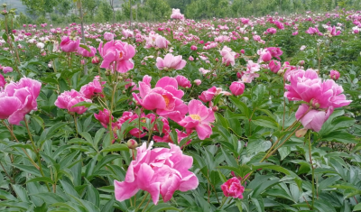 房县军店镇向湾村：芍药花开 赏心悦目