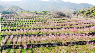 房县：黄桃花开艳乡村振兴忙