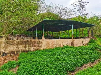 红塔镇：扎实开展畜牧业安全生产百日攻坚行动 