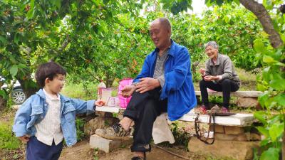房县城关镇万亩樱桃已到最佳采摘期