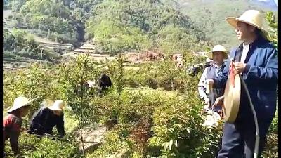 九道乡：薅草锣鼓”歌 唱出幸福新生活