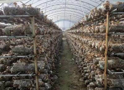 沙河乡发展食用菌580万袋