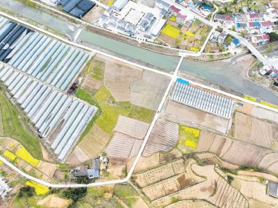 药材飘香 产业兴旺