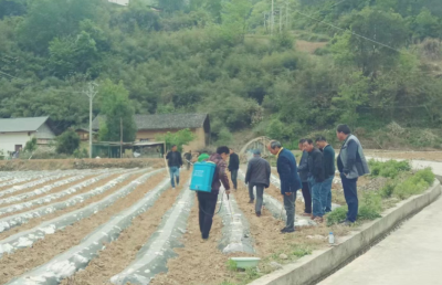 中坝乡：栽下“黄金叶” 收获“富裕果”