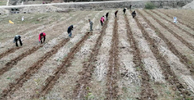 化龙堰镇：春耕正当时，茶园管护忙