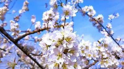 青峰镇楼房村：产业之花开满山