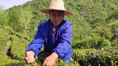 姚坪乡虎尾沟村：谷雨时节  家家户户采茶忙