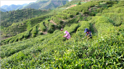 窑淮镇：最美人间四月天 采茶农人笑开颜