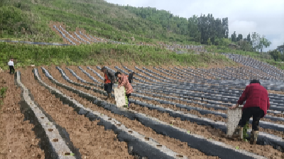 白鹤镇黄杨村：推进烟叶产业助力乡村振兴