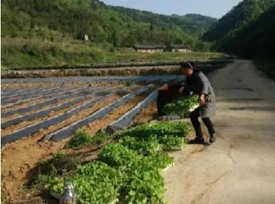 土城镇：产业发展谋富路  烟叶移栽正当时