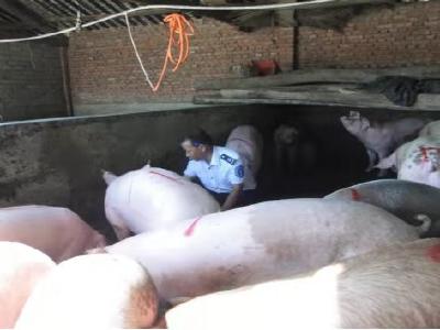 县畜牧兽医服务中心：“四个闭环”管理保障“放心肉”工程实施