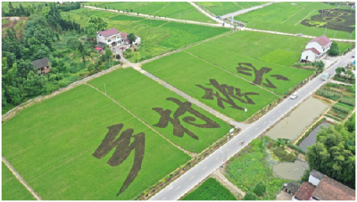 化龙堰镇发展200亩“共享菜园”