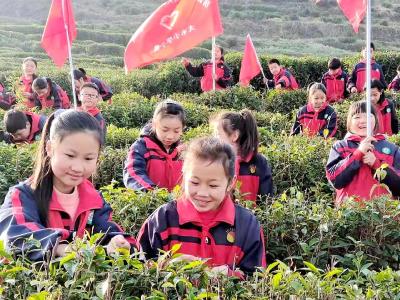 体验采茶学农事