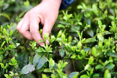 大木厂镇：春风吹来茶园美 茶农春耕采摘忙