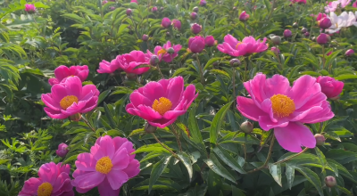 军店镇向家湾村：醉美春景变“钱”景