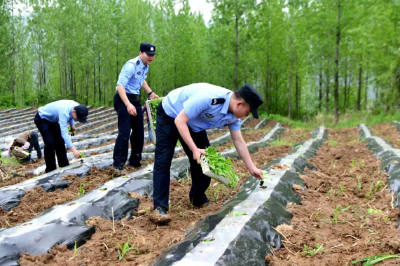 【我为群众办实事】人民警察为人民  移栽烟苗暖人心