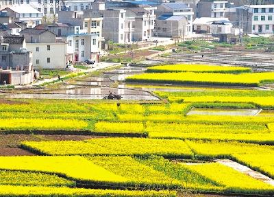 金融“活水”精准流向田间地头 全省农商行净增347亿贷款支持春耕