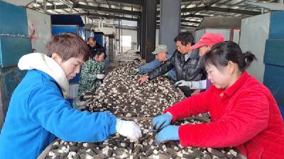 红塔镇：支部包办产业服务  群众增收真金白银