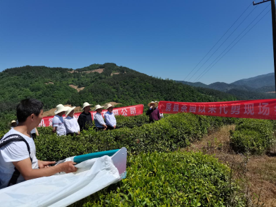 采茶机械化  增收茶农夸