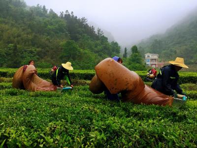 窑淮镇：夏茶采收机械化 省事省力又省心