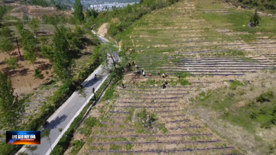 白鹤镇200余万株茶苗完成补植补种工作