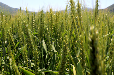 房县中坝乡：小麦长势喜人 丰收在望