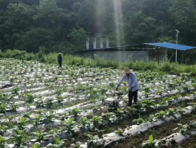 土城镇:烟叶管理除草忙