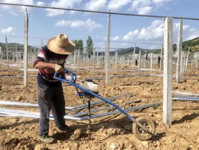 白鹤镇：蔬菜大棚架起乡村振兴梦