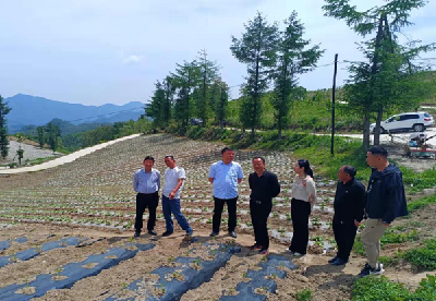 县人大调研组到野人谷镇调研高山蔬菜产业