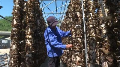 【奋进新征程 建功新时代 喜迎党的二十大】 土城镇：入夏农忙 木耳丰收