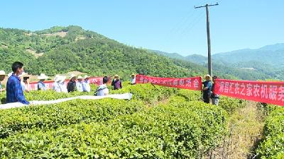 房县：推广机械化采茶 插上产业腾飞“翅膀”