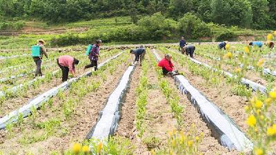 房县：茶园套种蔬菜 赋能乡村振兴