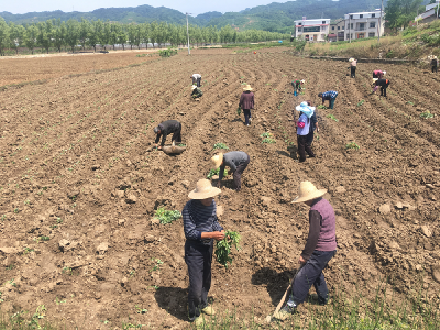 军马村“千亩红薯基地”育苗场景如火如荼