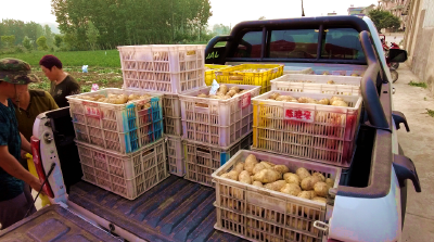 红塔镇五将村：稻田冬种  土豆喜获丰收