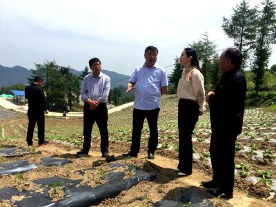 ​县人大常委会检查房县蔬菜产业链建设情况