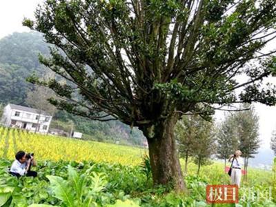 房县警民同保护，千年古茶树焕发勃勃生机