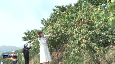 红塔镇主动作为服务产业