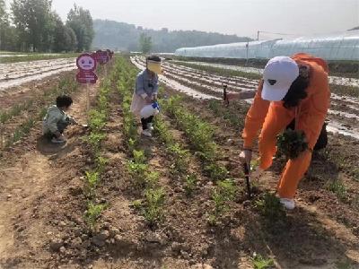 房县“共享菜园”开启田园生活新模式