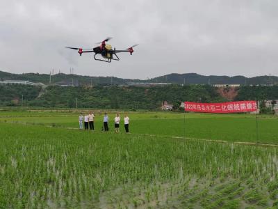 房县采用植保无人机 开展水稻二化螟统防统治