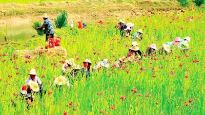 房县：种植水生植物 净化河流水质