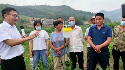 房县举办水稻稻水象甲飞防现场会