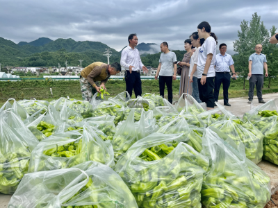 化龙堰镇：辣椒丰收正当时 党员干部来帮忙
