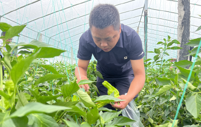 化龙堰镇：走进蔬菜基地 助力产业振兴