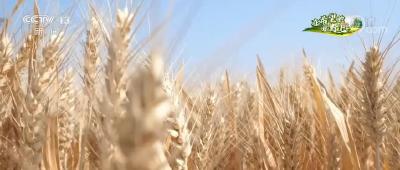 大国“粮”策｜各地推进绿色方式 力促小麦稳产提质